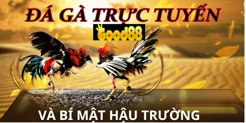 Đá gà trực tuyến và bí mật hậu trường