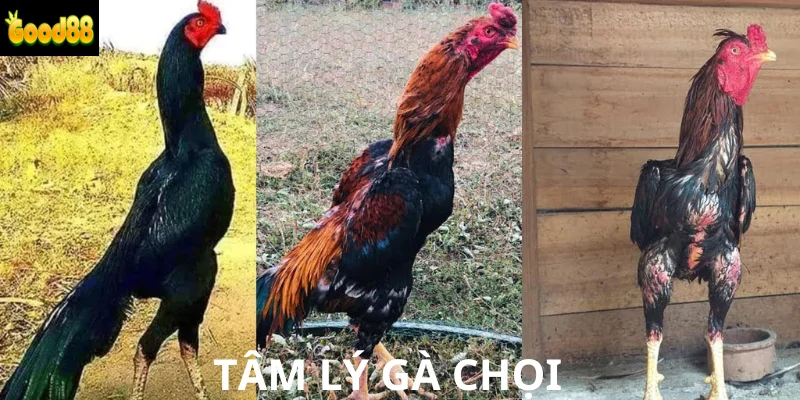 Tâm lý gà chọi và những điều cần nhớ